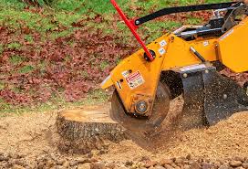 Best Root Management and Removal  in Pea Ridge, WV